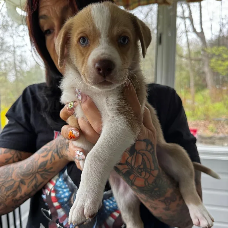 A baby small-sized female Yellow / Tan / Blond / Fawn Hound dog named Ny True Avail May for adoption in Eastford, CT