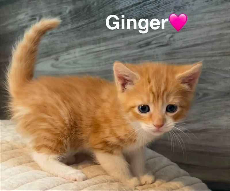 A baby small-sized female Orange & White Domestic Short Hair cat named Ginger for adoption in Beckley, WV