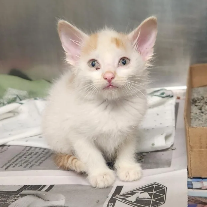 A baby medium-sized male White Domestic Short Hair cat named Shane for adoption in Benld, IL