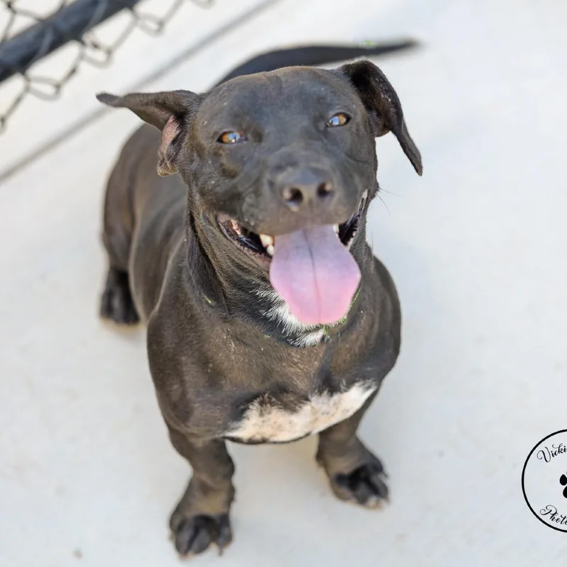 An adult medium-sized female Black Dachshund dog named Paloma for adoption in Abilene, TX