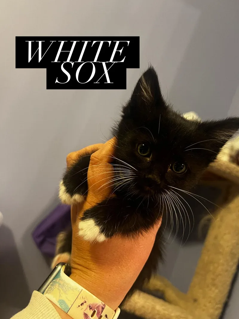 White Sox thumbnail 2