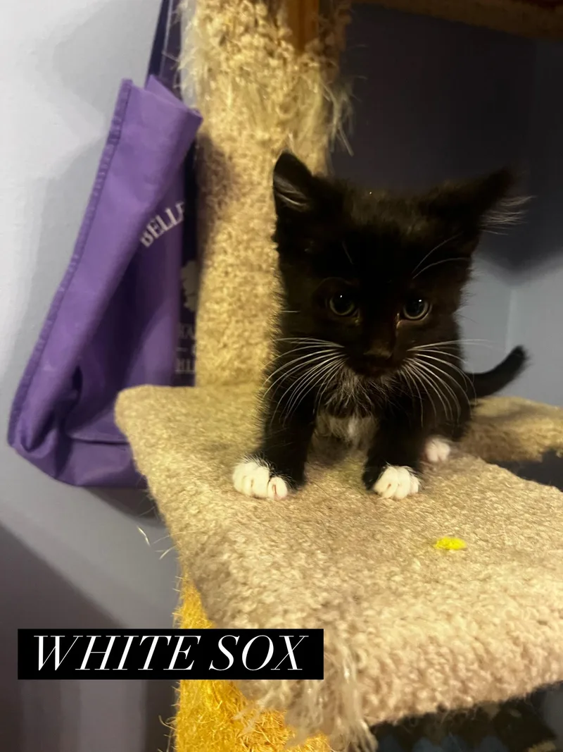 White Sox thumbnail 3