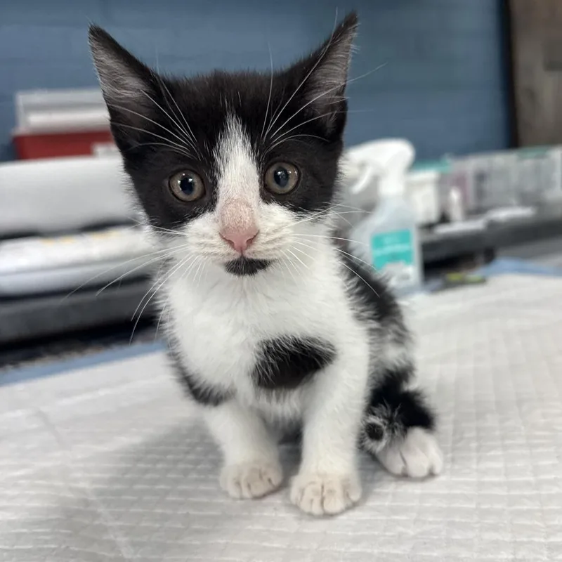 A baby small-sized male Black Domestic Short Hair cat named Avocado Lansberry for adoption in Woodstock, VA