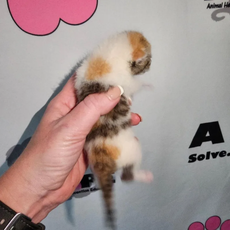 A baby small-sized female White Domestic Short Hair cat named Penny for adoption in Milton, FL