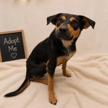 A young medium-sized female Terrier dog named Bundtcake for adoption in Bloomfield, CT