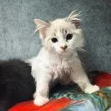 A baby medium-sized female Cream Point Siamese cat named Topaz for adoption in Portsmouth, OH