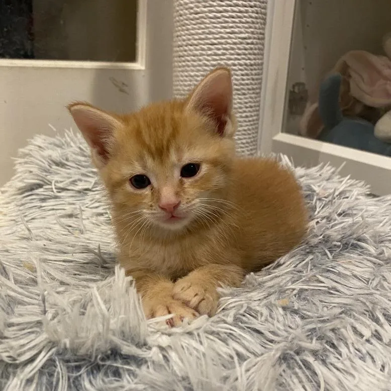 A baby small-sized male Orange / Red Domestic Short Hair cat named Ron for adoption in Fairfax Station, VA