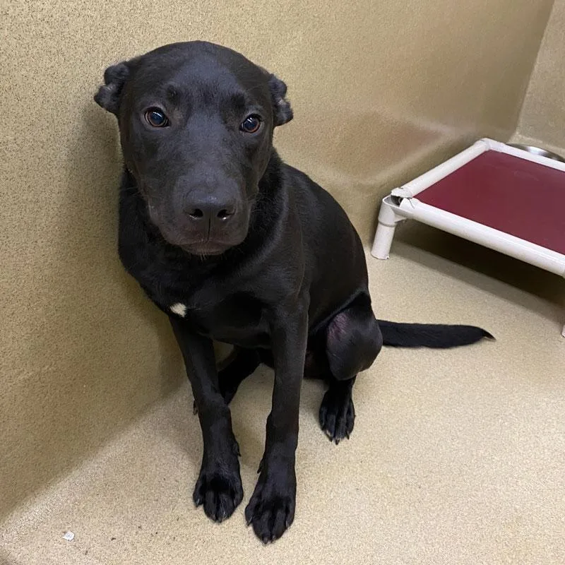A young medium-sized male Black Shepherd dog named Jett for adoption in Monroe, GA