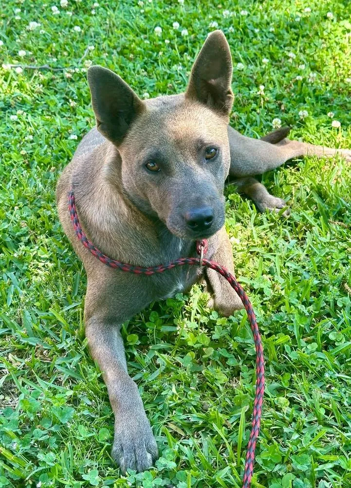 An adult medium-sized female Mixed Breed dog named Gypsy for adoption in Groveland, MA
