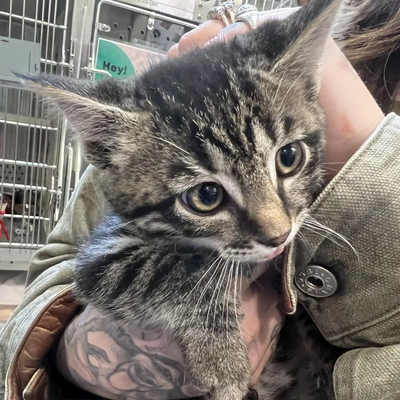 A baby small-sized male Brown / Chocolate Domestic Short Hair cat named Henry for adoption in Port Townsend, WA