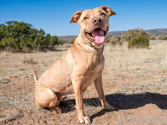 An adult medium-sized female Mixed Breed dog named Nala for adoption in Santa Fe, NM