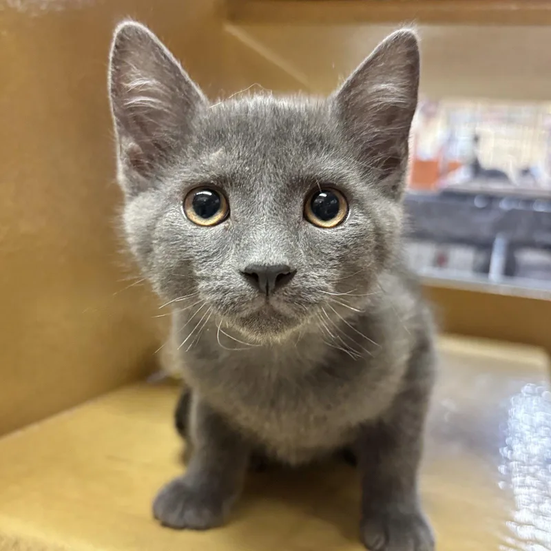 A baby medium-sized female Gray / Blue / Silver Domestic Short Hair cat named Ash for adoption in Sonora, CA