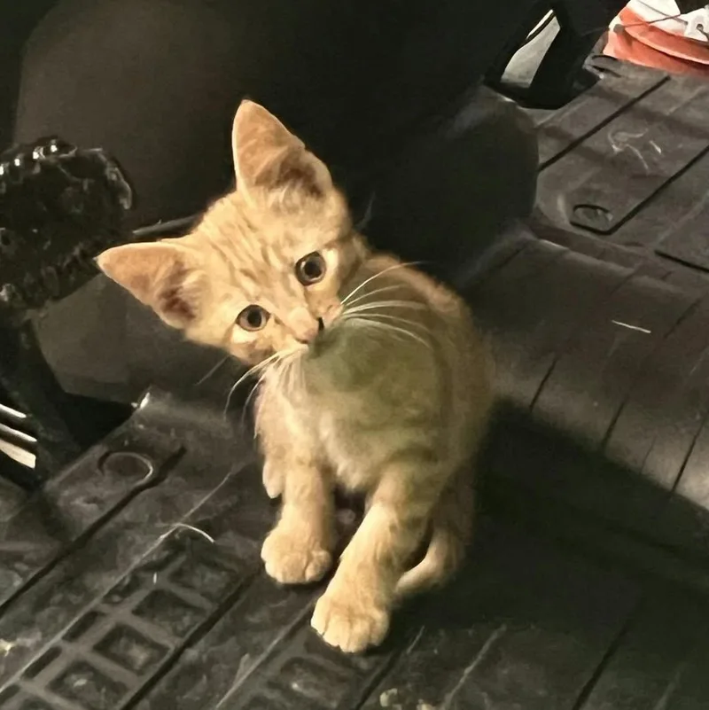 A baby medium-sized male Tabby (Orange / Red) Domestic Short Hair cat named Scrappy for adoption in Mount Sterling, IL