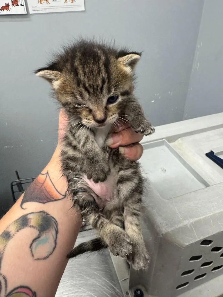Cleocatra
