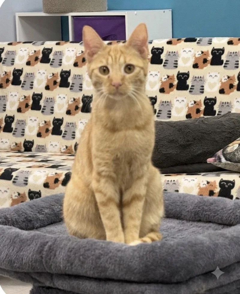 A young medium-sized female Orange & White Domestic Short Hair cat named Ophelia for adoption in Newtown Square, PA