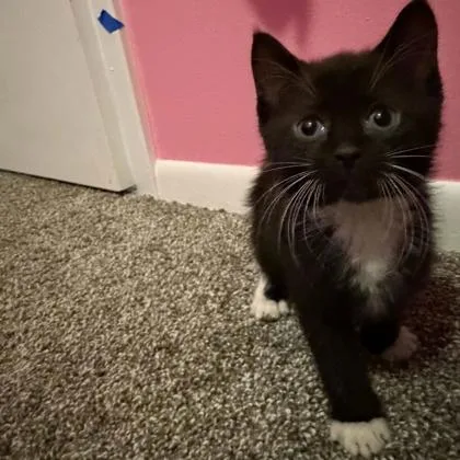 A baby small-sized male Domestic Short Hair cat named Taft for adoption in Janesville, WI