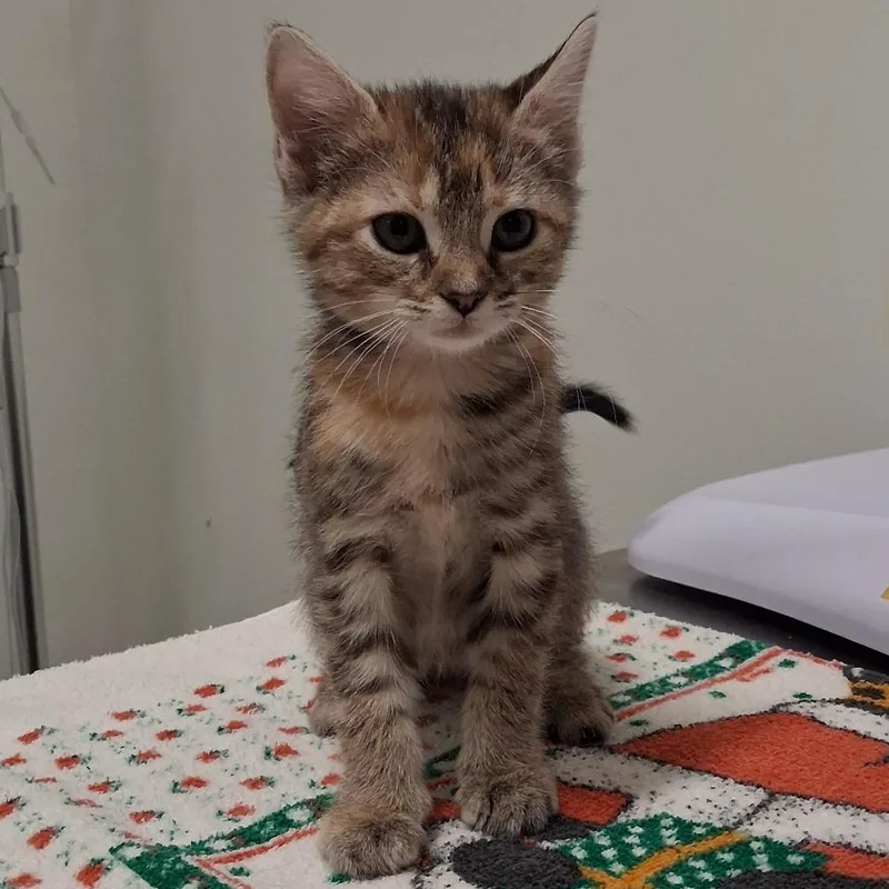 A baby small-sized female Domestic Short Hair cat named Princess for adoption in York, PA
