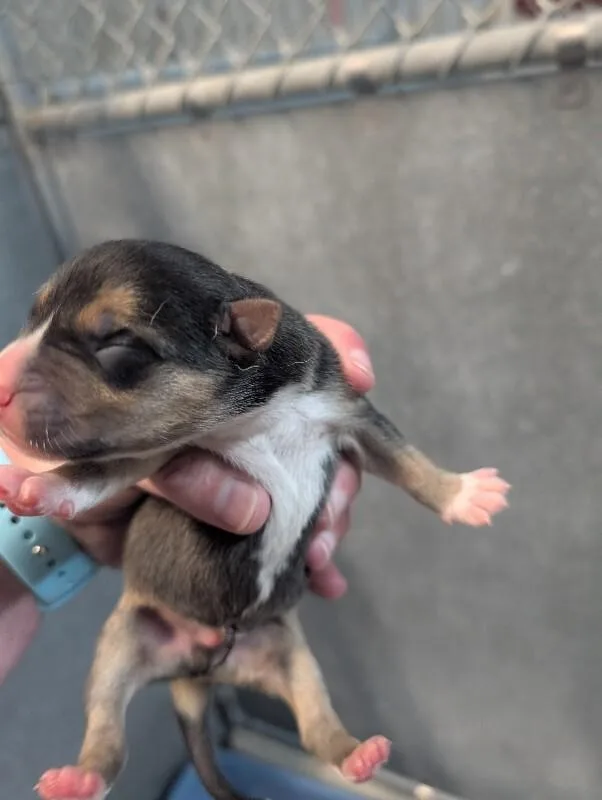 A young medium-sized male Tricolor (Brown, Black, & White) Pit Bull Terrier dog named Lance for adoption in Supply, NC