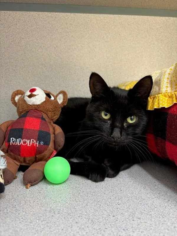 An adult medium-sized male Domestic Short Hair cat named Woodrow for adoption in Skillman, NJ