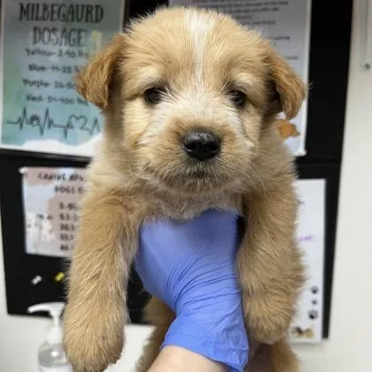 A baby medium-sized female Poodle dog named Goldie for adoption in Morton Grove, IL