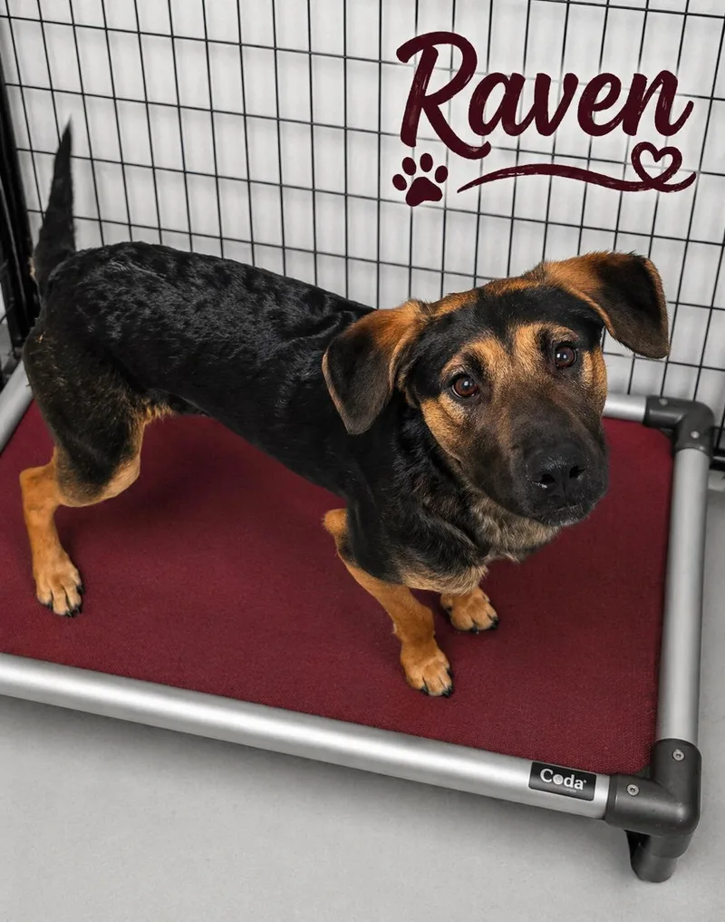 A young medium-sized female Bicolor Doberman Pinscher dog named Raven for adoption in Momence, IL