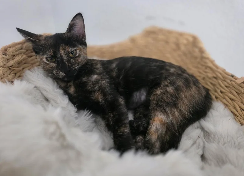 A baby medium-sized female Domestic Short Hair cat named Lucy for adoption in Frisco, TX