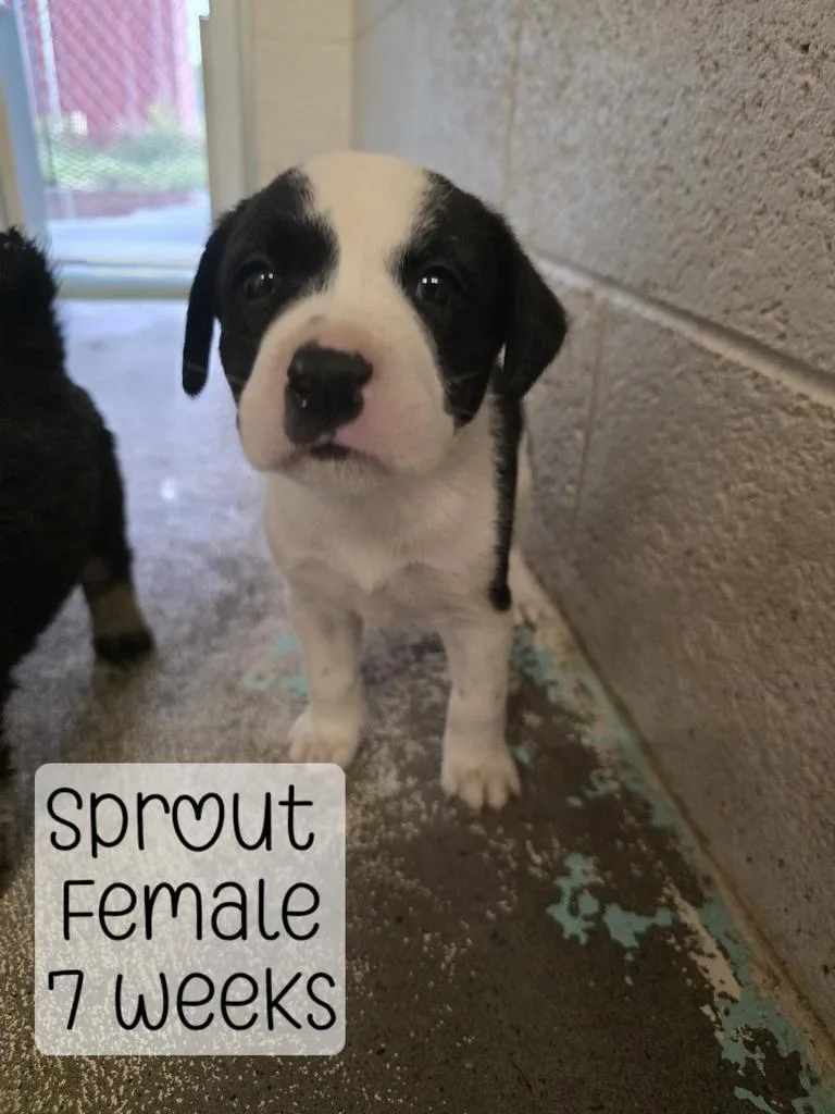 Sprout