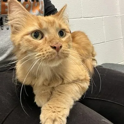 A senior medium-sized female Domestic Long Hair cat named Breadbowl for adoption in Dayton, OH