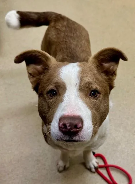 A young medium-sized female Border Collie dog named Browny for adoption in Derwood, MD