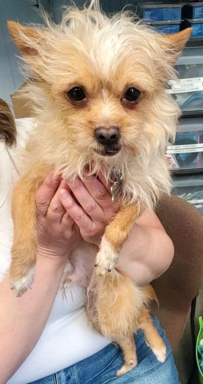 An adult small-sized male Yorkshire Terrier dog named Chaplin for adoption in East Hartford, CT