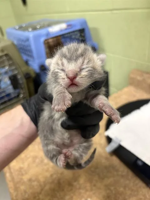 A baby small-sized male Domestic Short Hair cat named Honey for adoption in Indianapolis, IN