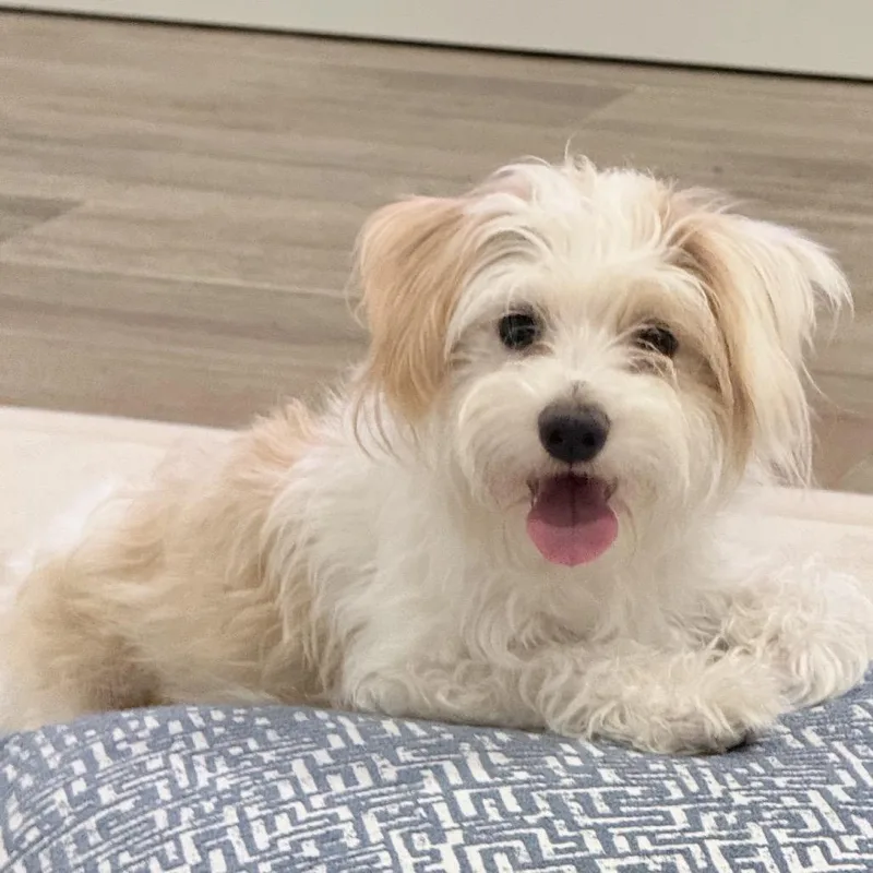 A young small-sized female White / Cream Maltese dog named Honey for adoption in Baton Rouge, LA