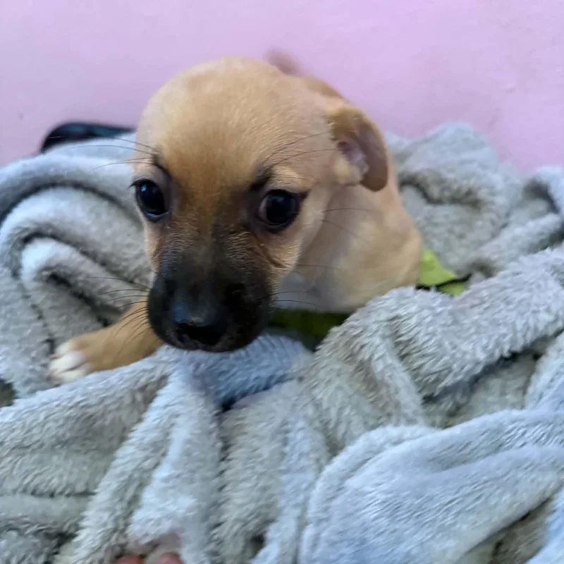 A baby small-sized female Chihuahua dog named Bridget for adoption in ISABELA, PR