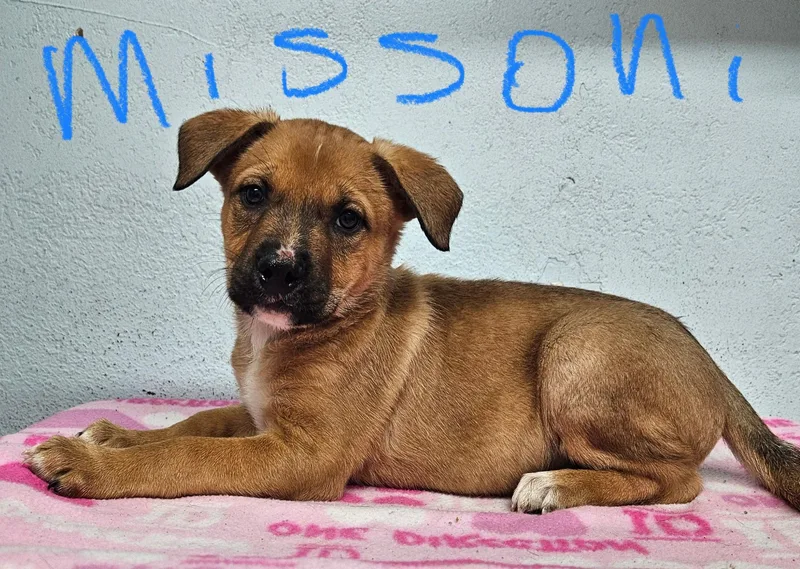 A baby small-sized female German Shepherd Dog named Missoni for adoption in Inglewood, CA