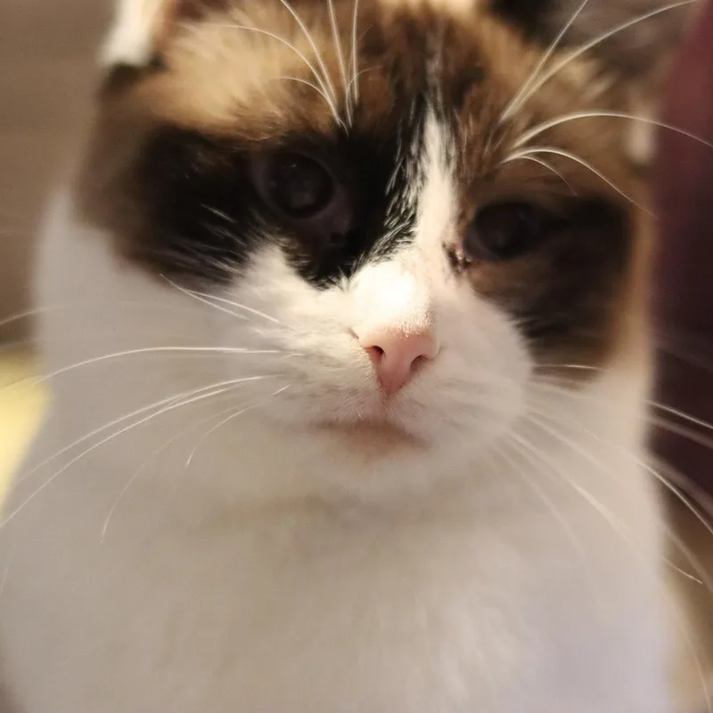 An adult medium-sized female Gray / Blue / Silver Siamese cat named Molly for adoption in Kansas City, MO