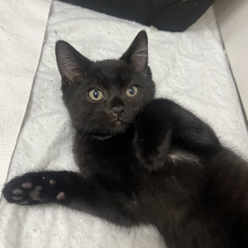 A baby medium-sized male Black Domestic Short Hair cat named Oscar for adoption in Toledo, OH
