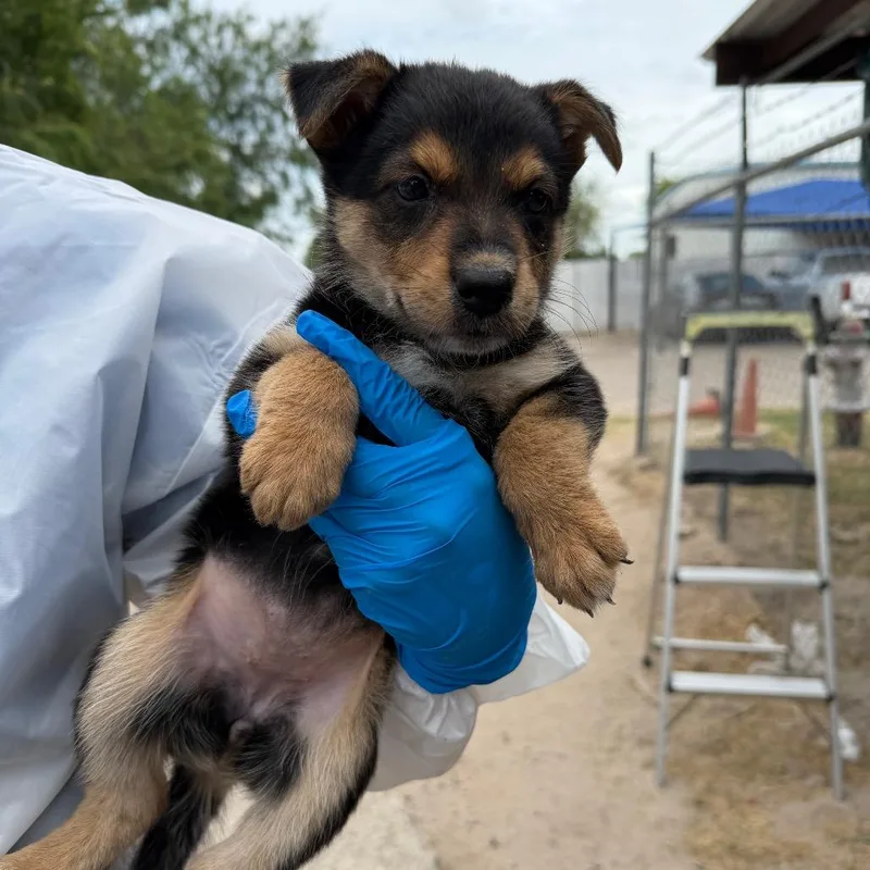 A baby small-sized female Black Australian Shepherd dog named Wish Bear for adoption in Edinburg, TX