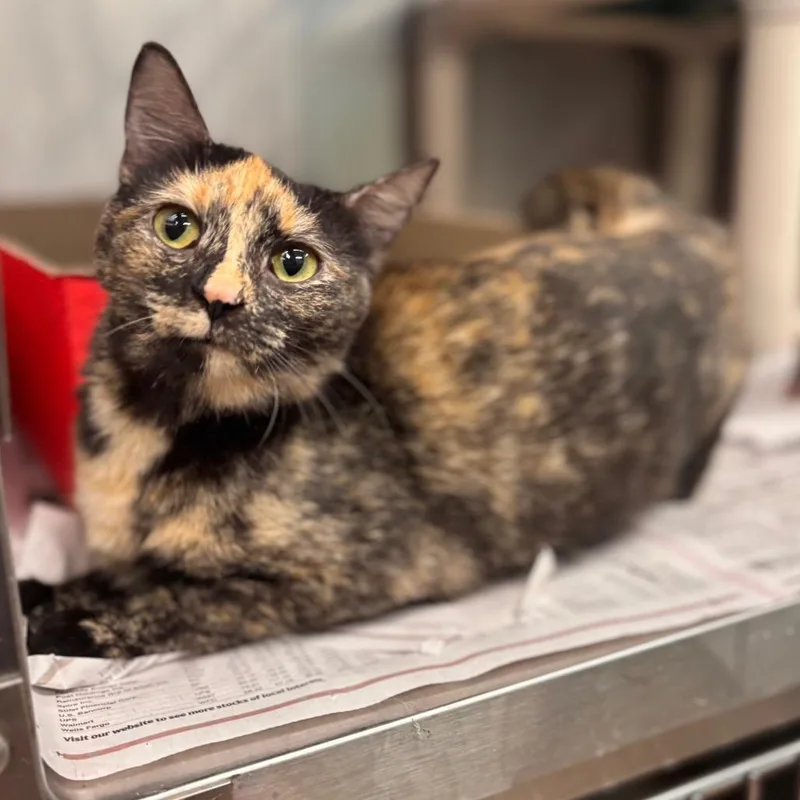 An adult medium-sized female Tortoiseshell Domestic Short Hair cat named Princess for adoption in Belleville, IL