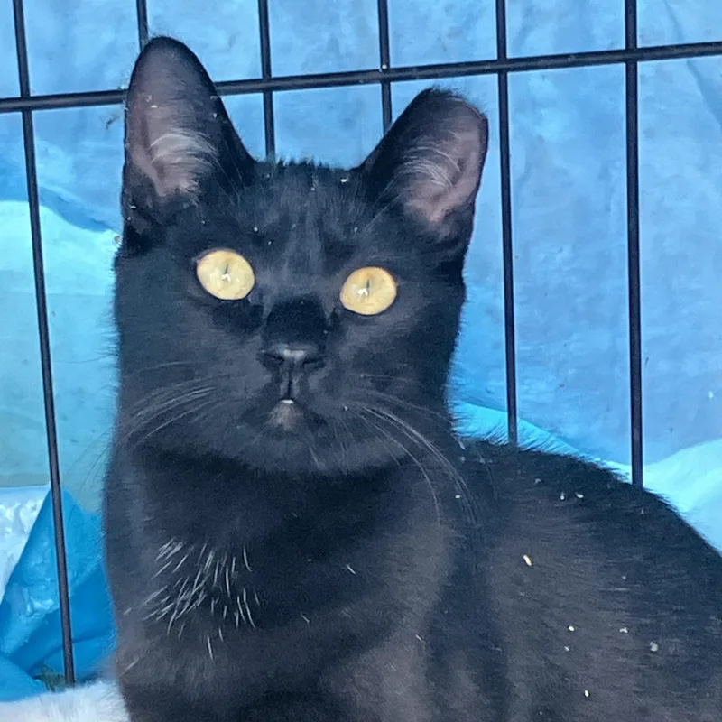 A young small-sized female Black Domestic Short Hair cat named Shadow for adoption in Hayward, CA