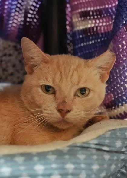 An adult medium-sized male Domestic Short Hair cat named Outlaw for adoption in Aiken, SC