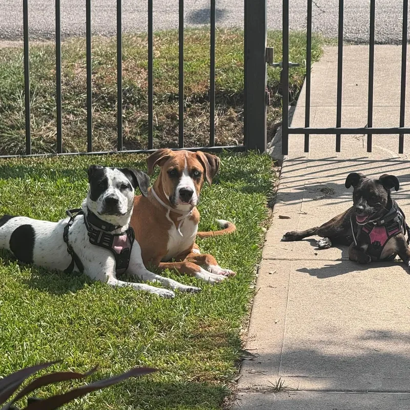 A young medium-sized male American Staffordshire Terrier dog named Leo for adoption in Martinez, CA