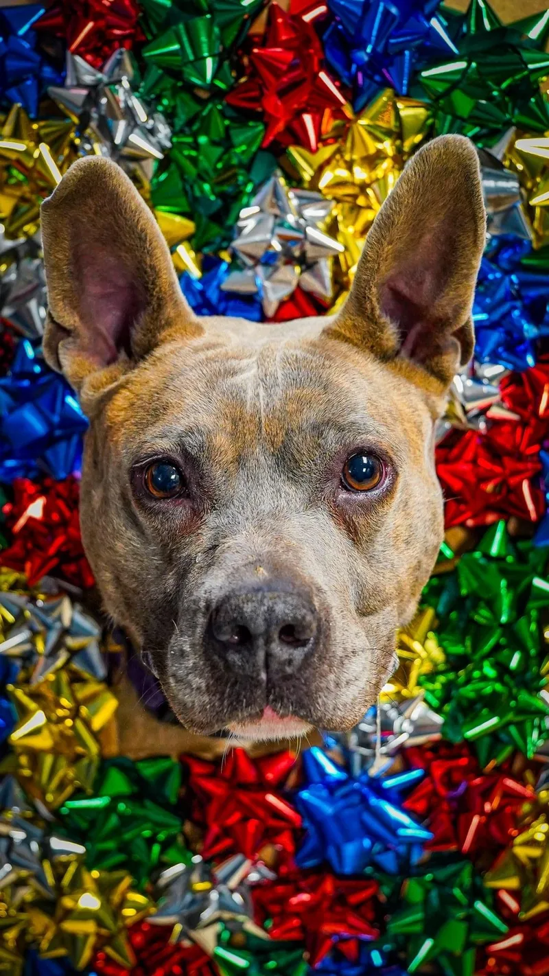 An adult medium-sized female Brindle Pit Bull Terrier dog named Willow for adoption in Kenton, OH