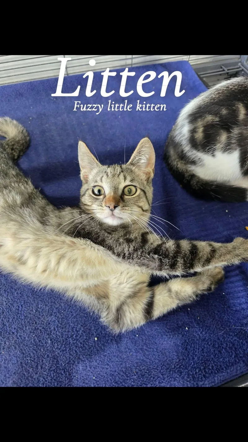 A baby medium-sized male Tabby cat named Litten for adoption in Saginaw, MI