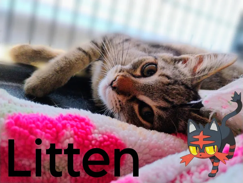 Litten thumbnail 2