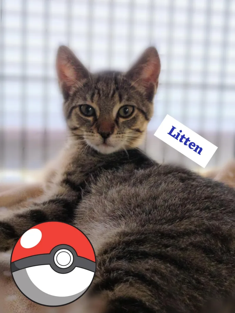Litten thumbnail 4
