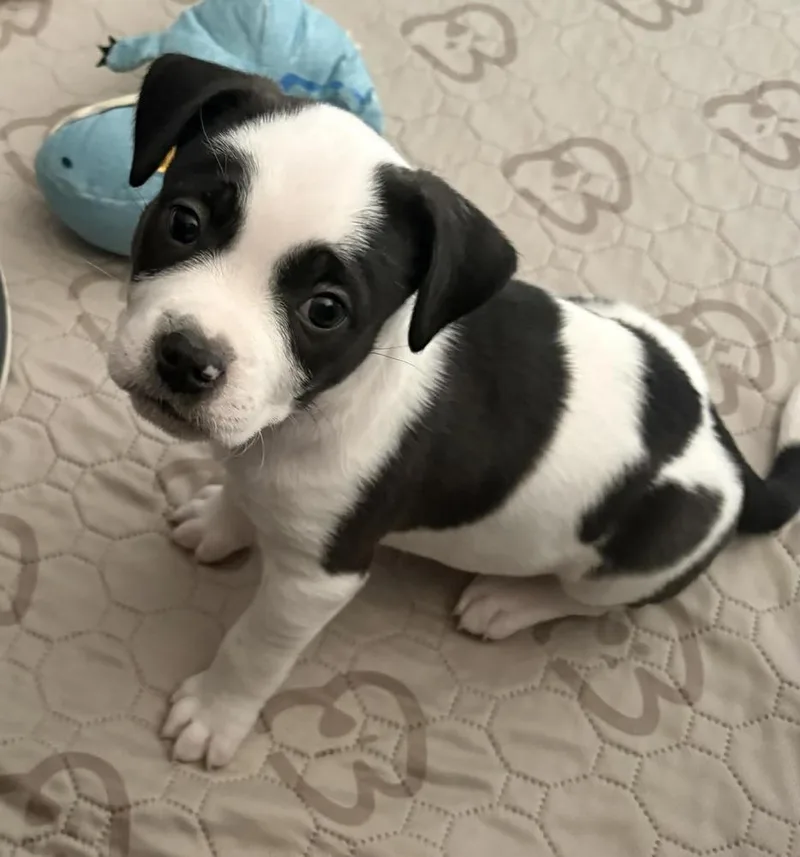 A baby medium-sized male Pit Bull Terrier dog named Fruit Loops for adoption in China Township, MI