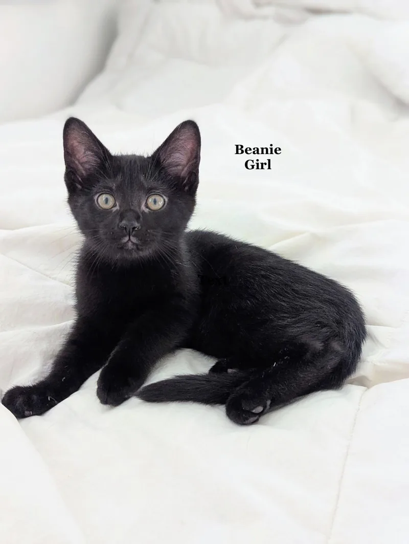 A baby medium-sized female Black Domestic Short Hair cat named Beanie for adoption in Morehead, KY