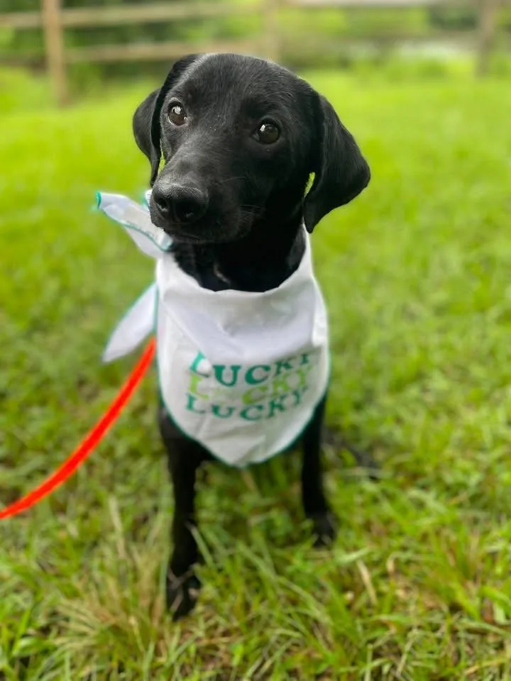 An adult medium-sized male Black Labrador Retriever dog named Benjamin for adoption in Winnie, TX