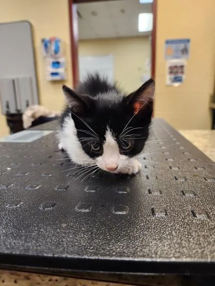 A baby small-sized male Domestic Short Hair cat named Screech for adoption in Independence, MO