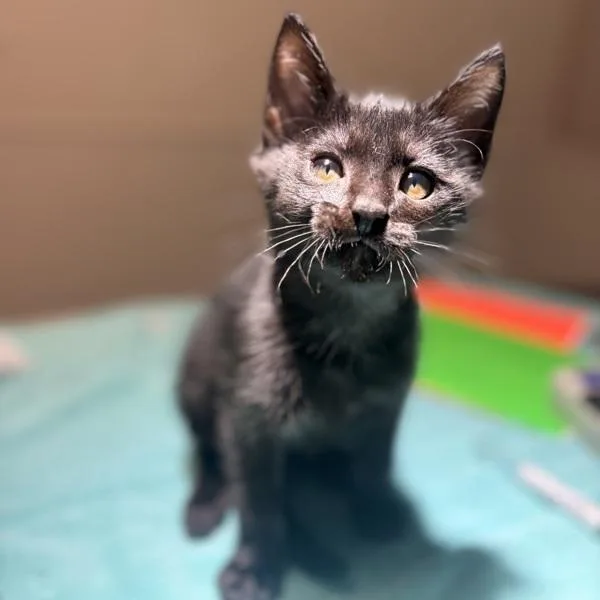 A baby small-sized male Domestic Short Hair cat named Pepsi for adoption in Dublin, CA